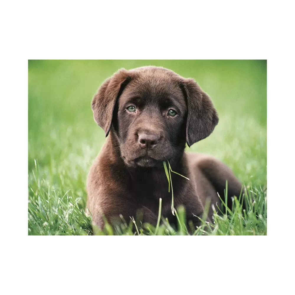 Hot 35072 Puzzle 500 Chocolate Puppy 49 X 36 Cm Puzzle 500 Pezzi