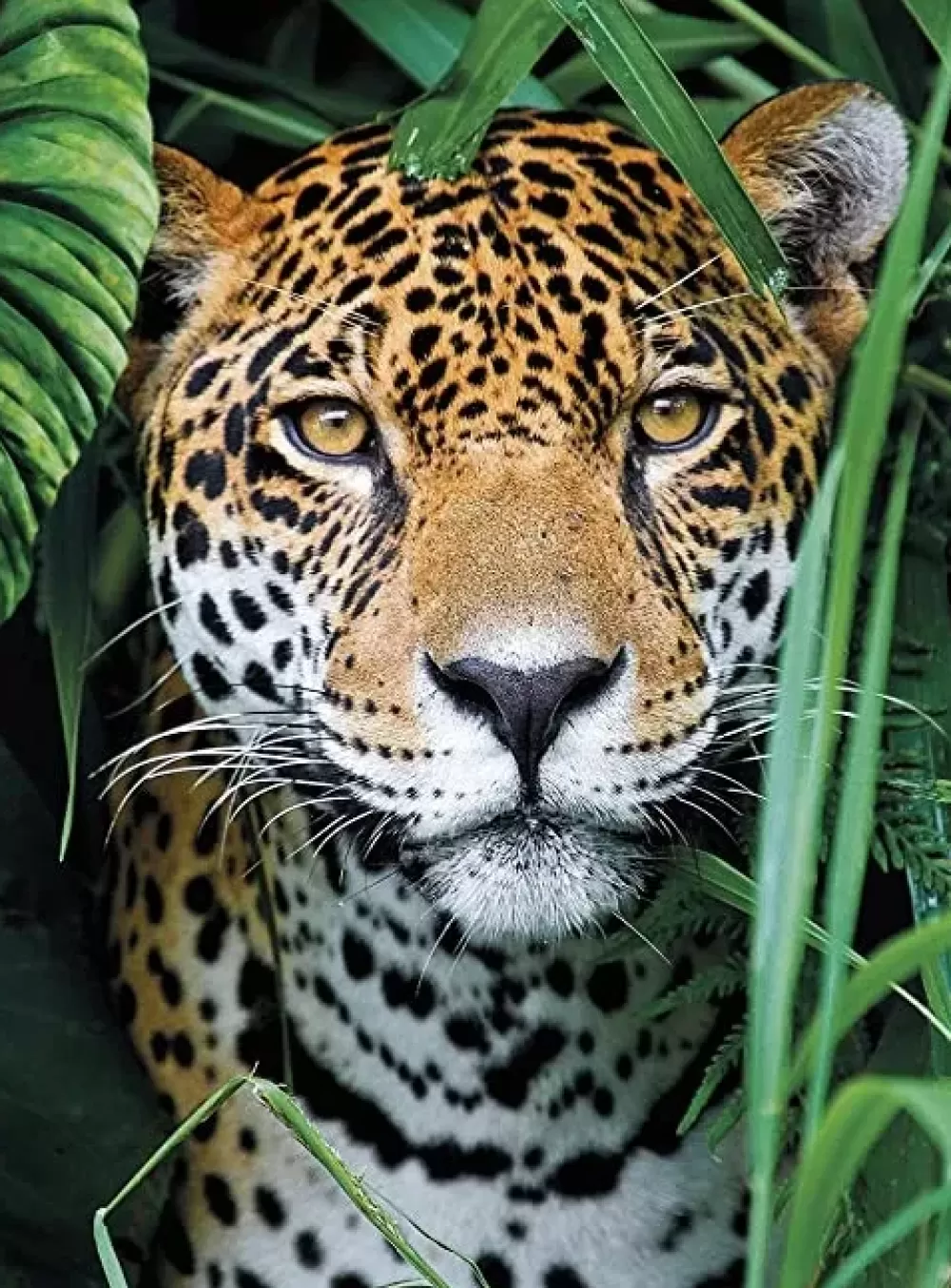 Fashion High Quality Collection Puzzle Jaguar In The Jungle 500 Pezzi Puzzle 500 Pezzi