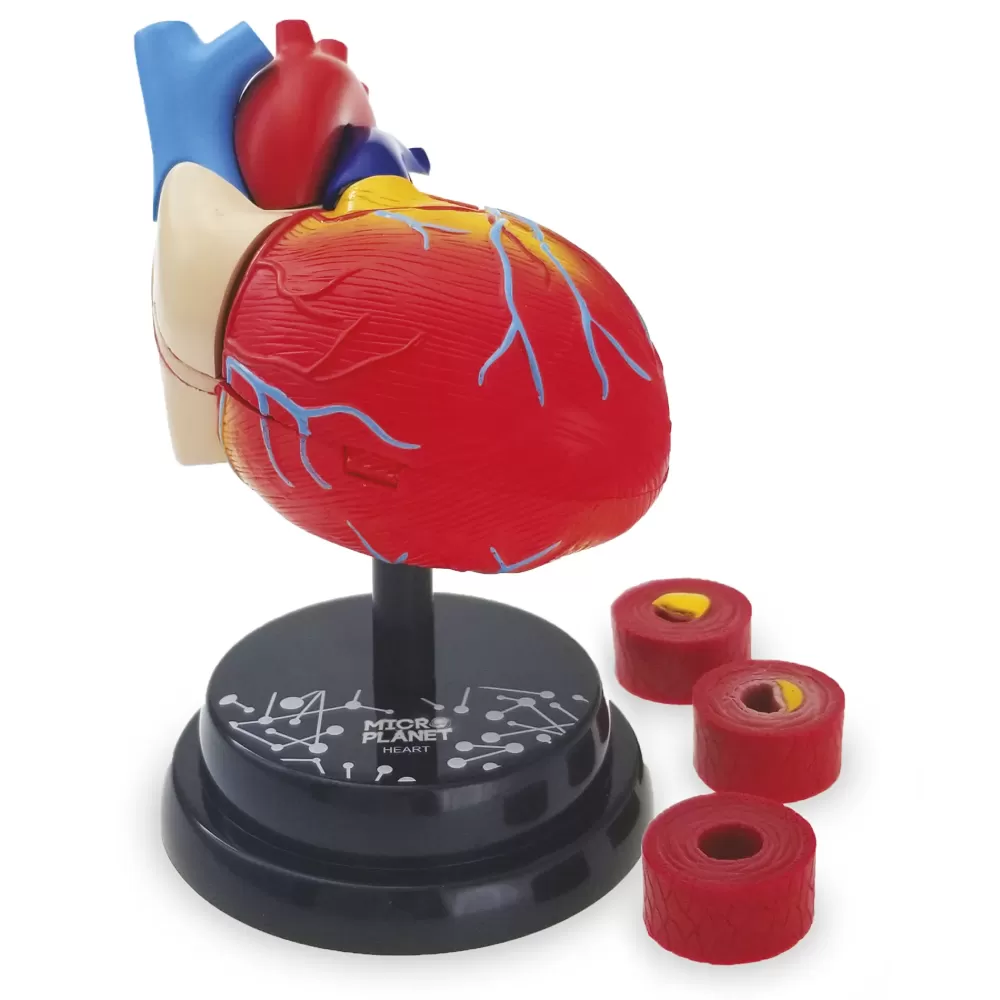 Store Cuore Modello Anatomico In 3D Giochi Scientifici