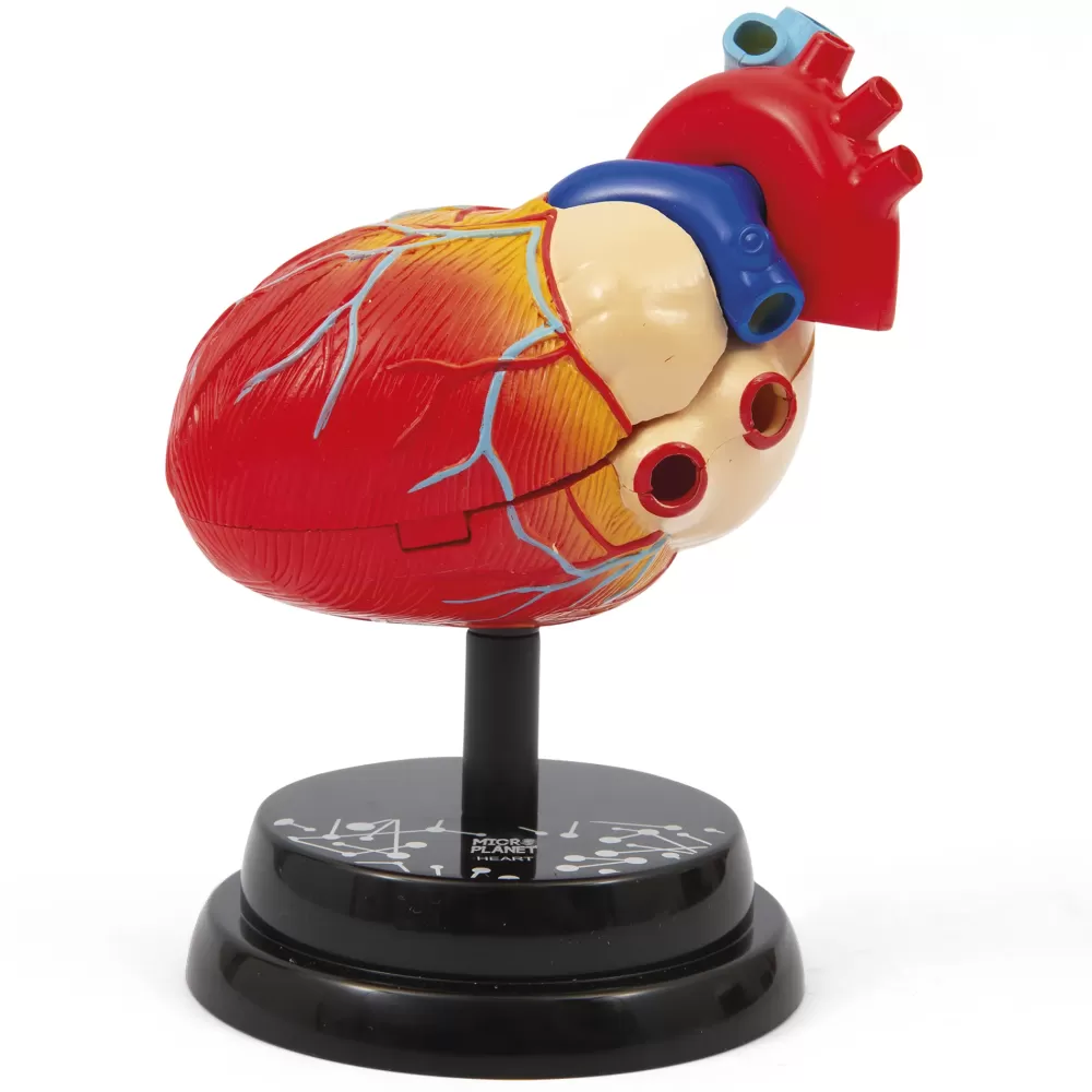 Store Cuore Modello Anatomico In 3D Giochi Scientifici