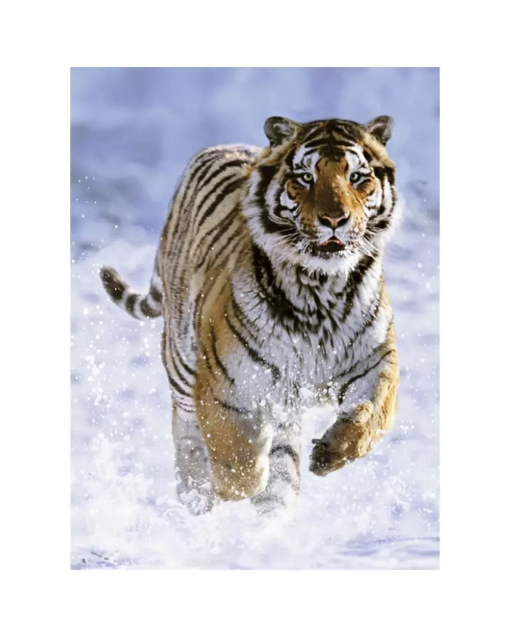 Shop Puzzle 500 Pezzi Tigre Sulla Neve Puzzle 500 Pezzi