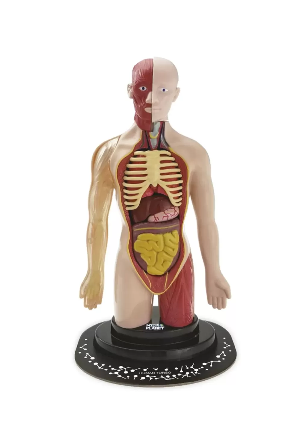 Flash Sale Torso Umano Giochi Scientifici